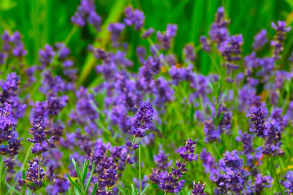 Schöne Lila Lavendel Blüht Sommer Auf Dem Feld — Stockfoto