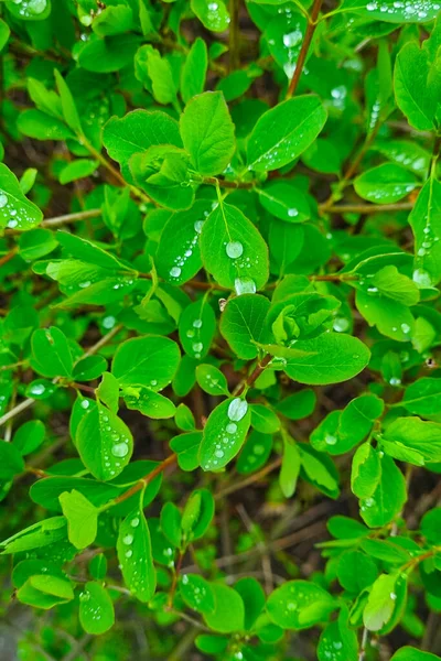 Фон Природы Молодой Зелёный Куст Простынях Капли Дождя — стоковое фото