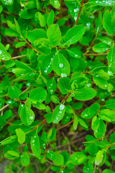 自然を背景に 若い緑の茂み シーツの上に雨が降っています — ストック写真