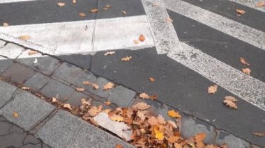 Yol üzerinde, rüzgar kuru yaprakları sürüklüyor.