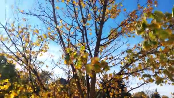 Close Uma Árvore Com Folhas Verdes Amarelas Uma Árvore Outono — Vídeo de Stock