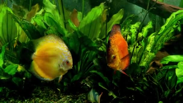 Bright Beautiful Fish Swim Aquarium Home — Video Stock