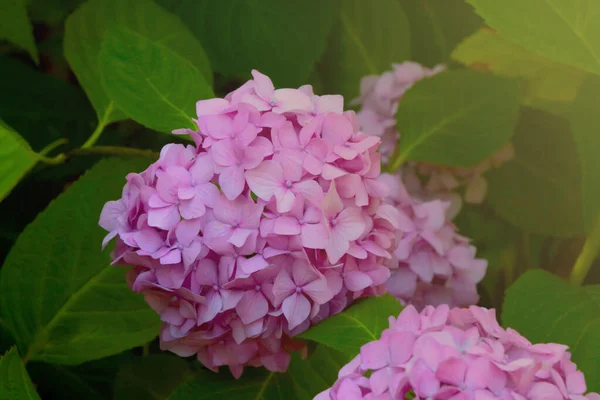Detailní Záběr Kvetoucích Hortenzií Hydrangea Jednou Mála Rostlin Které Mohou — Stock fotografie