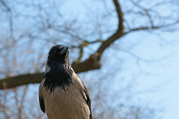 Een Voorgrond Van Een Kraai Zit Een Boom — Stockfoto