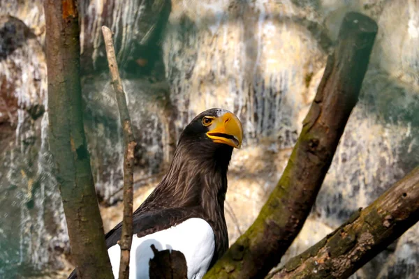 Close Eagle Eagle Sits Tree — Zdjęcie stockowe