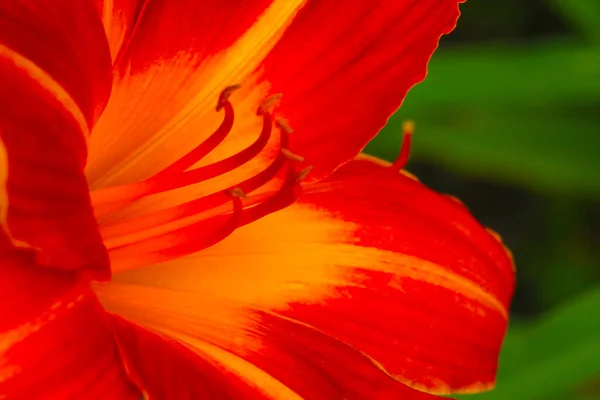 Blurry Background Out Focus Flowering Lily Background Nature — Stock Photo, Image