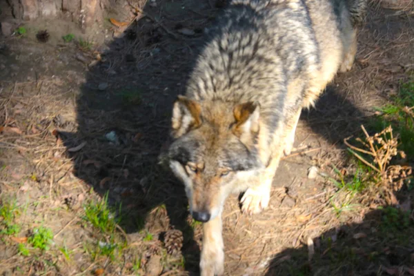 Onscherp Wazige Achtergrond Een Volwassen Wolf Het Bos — Stockfoto