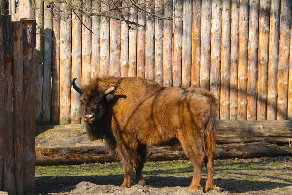 Close Adult Bison Species Artiodactyl Mammal Bison Genus European Bison — Stockfoto