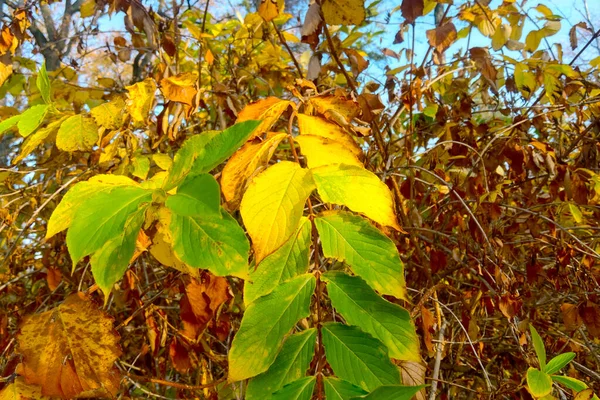 Yellow Green Leaves Bush Fall Park — Stock Photo, Image