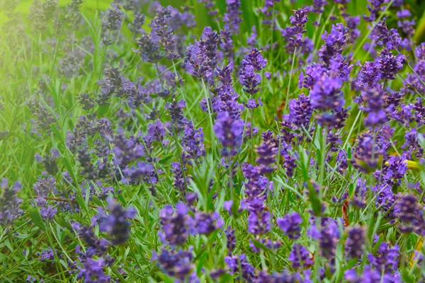 Duftender Lavendel Sommer Auf Dem Feld — Stockfoto