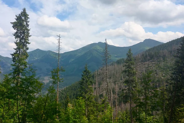 Güneşli bir yaz gününde dağların güzel manzarası.