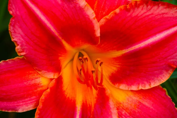 春天公园里一朵盛开的红色百合花的特写 — 图库照片