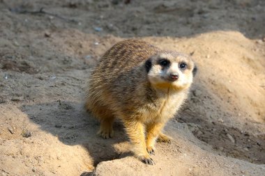 Bir mirket kayaya oturur ve dikkatle izler.