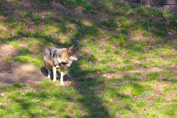 Een Volwassen Wolf Het Bos Een Zonnige Lentedag — Stockfoto