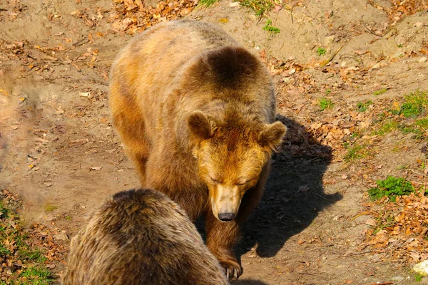 Two Adult Brown Bears Forest Summer — Zdjęcie stockowe