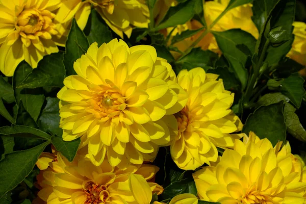 Virágzó Sárga Dália Rügyek Kertben Ősszel — Stock Fotó