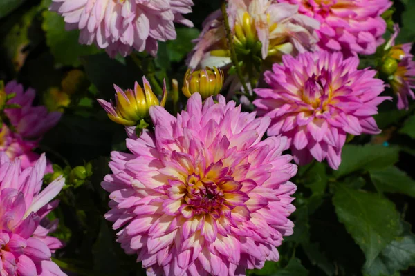 Bright Flowering Dahlia Buds Park Summer — Stockfoto