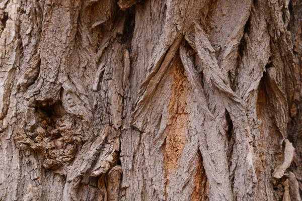 Επιλεκτική Εστίαση Κορμός Του Φλοιού Του Δέντρου Ξύλινη Υφή Ιστορικό — Φωτογραφία Αρχείου