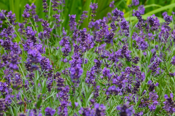 Фіолетовий Запашний Лаванда Цвіте Полі Влітку — стокове фото
