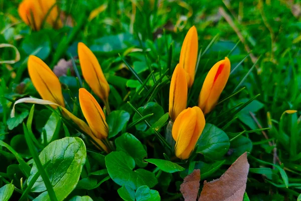 Blooming Crocuses Mountains Spring — Fotografia de Stock