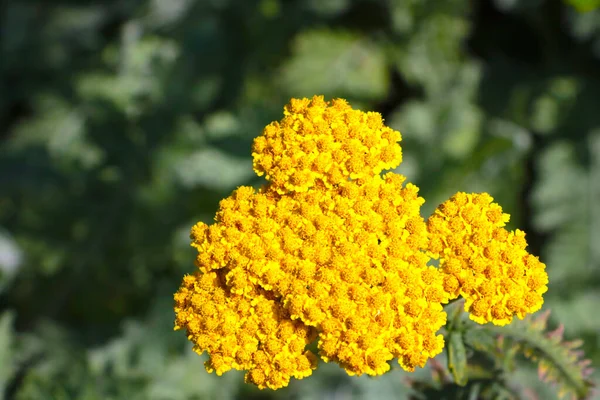 Tansy Nin Parlak Sarı Dalları Tarla Bitkileri Tıpta Kullanılır — Stok fotoğraf