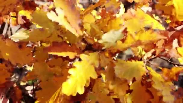 Hermosas Hojas Roble Amarillo Viento Otoño — Vídeo de stock