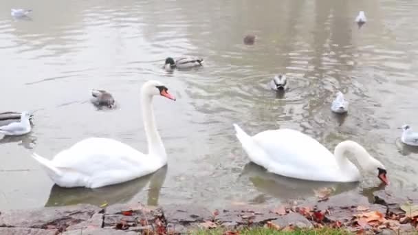 Krásné Bílé Labutě Plavat Jezeře — Stock video
