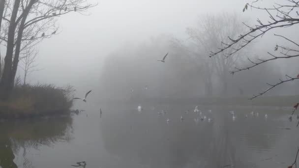 Foggy Manhã Outono Margem Lago Cidade — Vídeo de Stock
