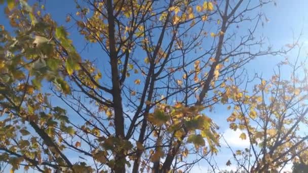 Folhas Amarelas Uma Árvore Vento Contra Céu Azul — Vídeo de Stock