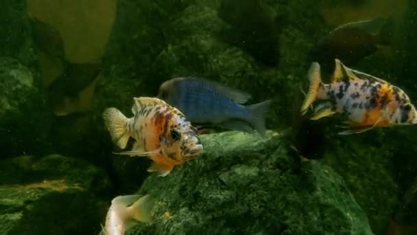 Onderwater Schieten Van Zwemmende Vissen Het Water — Stockvideo