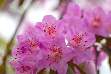 İlkbaharda parkta çiçek açan rhododendron dalları