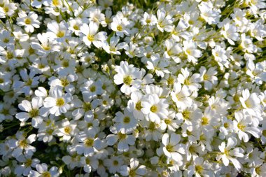 Resimli bahar arkaplanı. Çiçek açan beyaz çiçekler, doğanın arka planı..