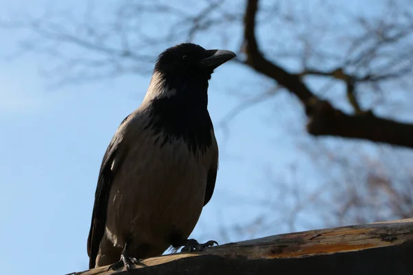 Close Crow Sitting Tree — Stockfoto