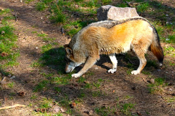 Blurry Background Out Focus Wolf Looking Trail Forest — 图库照片