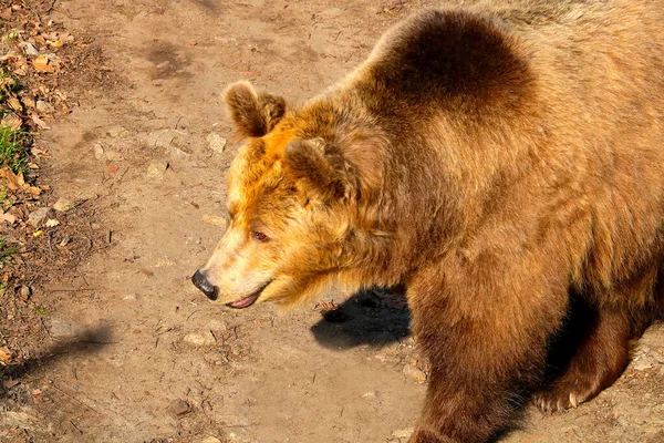 Detailní záběr velkého medvěda hnědého v lese. — Stock fotografie