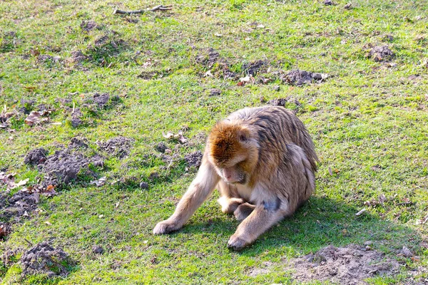 A monkey sits on the grass in an animal park. — стоковое фото