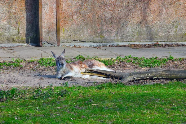 Otların üzerinde parkta komik bir kanguru yatıyor.. — Stok fotoğraf