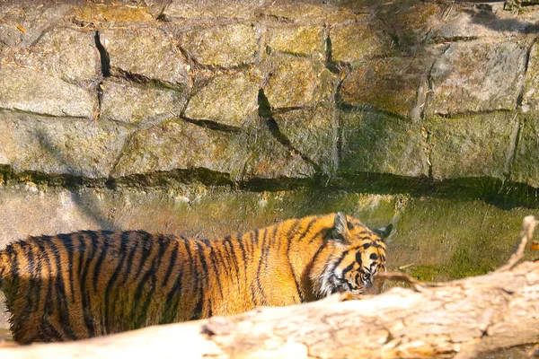 Out of focus, blurry background. Beautiful tiger. — Stock Photo, Image