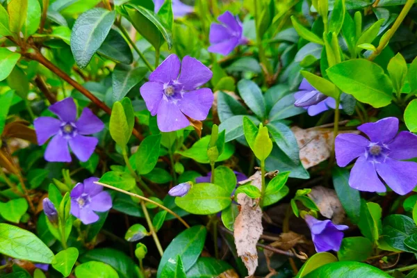 森の中に紫色の春が咲く。自然界の背景. — ストック写真