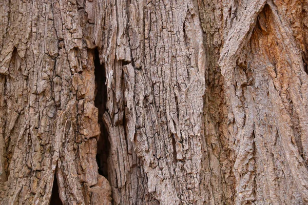 Brown bark of the tree close-up, background, texture of the tree. — Stockfoto