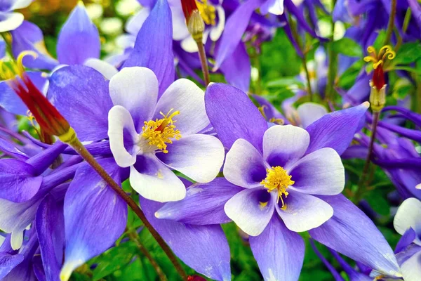 Beautiful purple spring flowers bloom in the garden. — Stockfoto