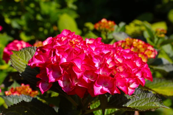 A red flowering branch of hydrangeas. Hydrangea blooms in spring and summer. — Stock Photo, Image