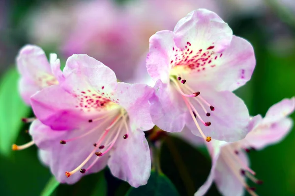 Paisaje Primaveral Una Rama Floreciente Rododendro Jardín —  Fotos de Stock