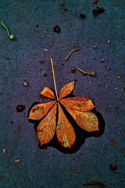 Упавший Жёлтый Каштановый Лист Земле Осенний Фон — стоковое фото