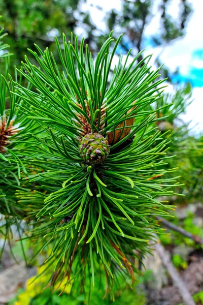 Close Green Cone Pine Branch — Fotografia de Stock