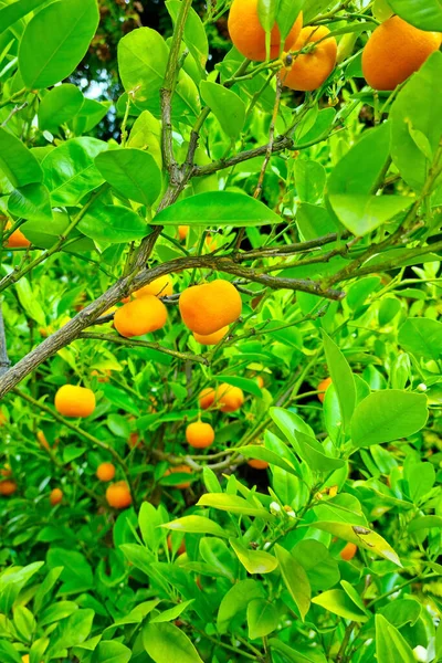 Maturare Mandarini Sui Rami Giardino — Foto Stock