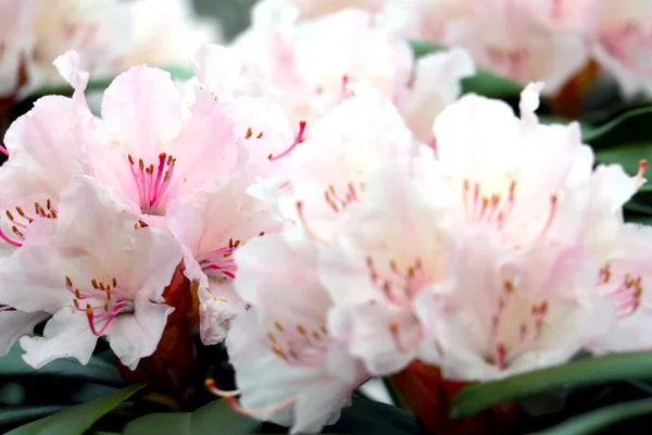 Ramo Fiorito Rhododendron Nel Parco Primavera — Foto Stock