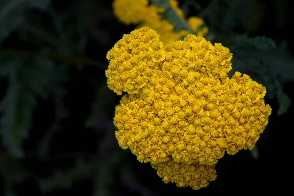 Uitzicht Van Bovenaf Bloeiende Nuttige Plant Tansy Het Wordt Gebruikt — Stockfoto