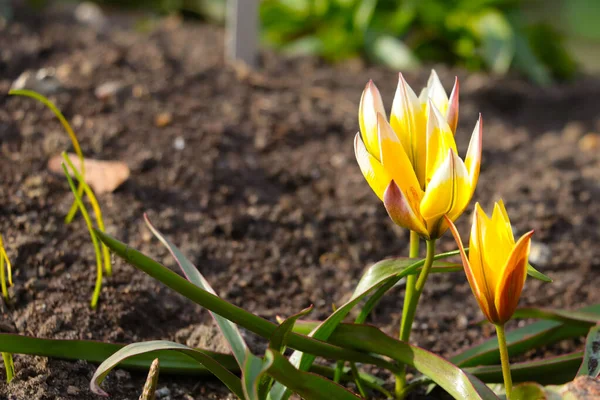 Uma Tulipa Florescente Canteiro Flores Jardim Primavera — Fotografia de Stock