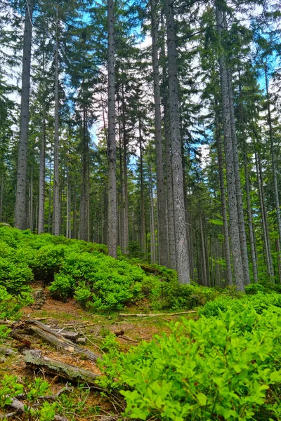 Güzel Yeşil Ladin Ormanı Dağlarda Ormanda Temiz Hava — Stok fotoğraf